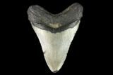 Fossil Megalodon Tooth - North Carolina #124678-2